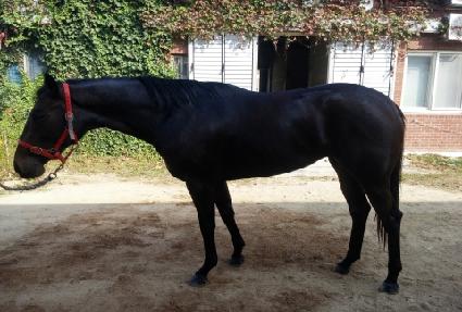 ����Ʈ�� ����