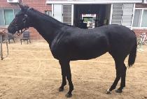 û��è�� (CHEONGCHUN CHAMP) ����