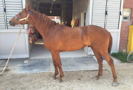 ���������� ����