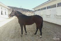 �������� (DANCE DANCE) ����