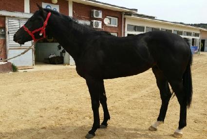 ���׳� ����