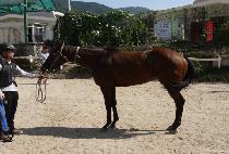 ��Ŀ�� (SOCCER MOM) ����