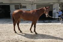 ���ǵ忤�� (SPEED ELLA) ����