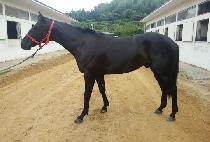 �ְ�������Ʈ (CHOEGANG EXCELLENT) ����