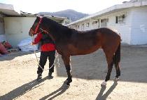 �ذ��� (HAEGARAM) ����