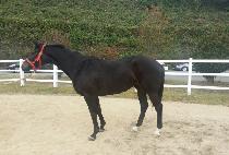 ������ȭ�� (JEOKDOUI HWASIN) ����