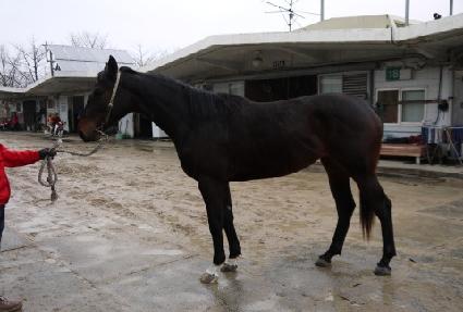 ���̾���� ����