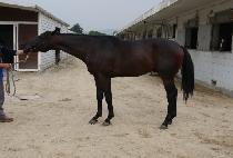 CHEONJI STORM picture