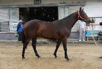 �ݼ� (GEUMSU) ����