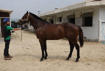 ������ (Xanadu) ����