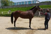 �۾ϰ��� (SONGAM GANGJA) ����