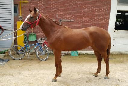 ��ī�̷��� ����