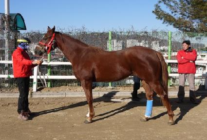 ���帲 ����