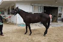 ����Ʈ���� (SWEEP TROPHY) ����