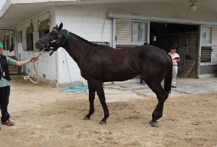 ����Ʈ���� ����