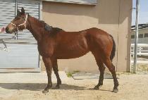 Ȳ�ݺ����� (HWANGGEUMBIT JILJU) ����