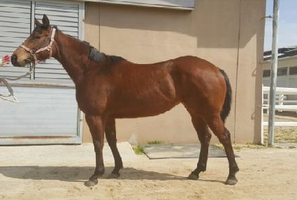 Ȳ�ݺ����� ����