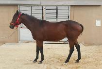 Ȳ����ź�� (HWANGJEUI TANSAENG) ����