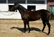 ����ָ� (BROM JURI) ����