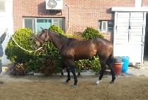 ��ũ�����丮 (SECRET VICTORY) ����