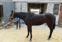 ���� (BIG GOLD) ����