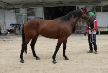 ��Ÿȣũ (STAR HAWK) ����