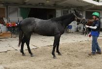 ���è�� (BAEKSAN CHAMP) ����