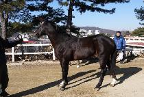 SEMYEONG INDIAN picture