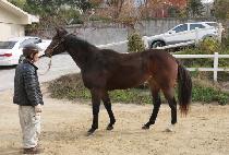 ���ö��� (WING FLY) ����