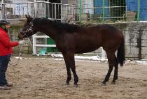 ��þط��� (DASH AND RUSH) ����