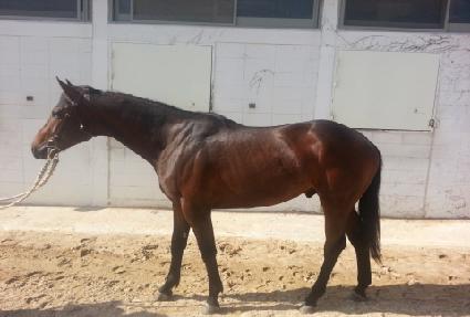 ŷ���ø�Ŀ ����