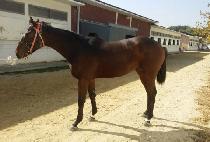 ��Ʈ���� (JANTEUGAREU) ����