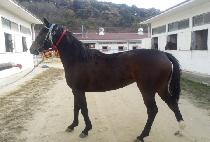 �ƽ� (ASIN) ����