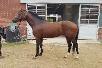 ���ŷ (YOSUL KING) ����