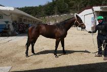 ������ (RUNNER QUEEN) ����