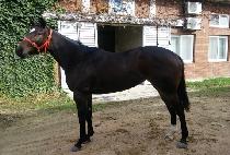 ���ƿ°��� (DORAON GANGJA) ����