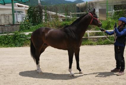 ��ī�轺 ����