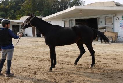 ��ȣ���̾�Ʈ ����