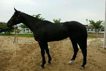 �׷���Ʈ�� (GREAT PEARL) ����