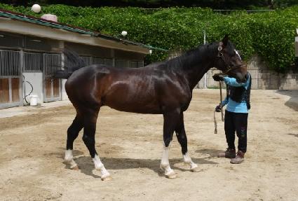 ��ƶ�ƽ� ����