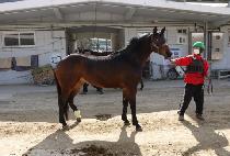 ��ƶ���� (SO ARA ISLE) ����