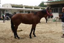 ������ (SAETBYEORI) ����