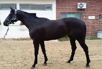 HAEGA TTEUNDA picture