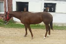 ��Ʈ�� (INTRO) ����