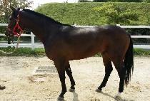 ��źŸ (SETANTA) ����