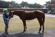 ���ø� (Good Curlin) ����