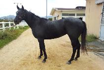 �������丮���� (MIZ IMPERIALISM) ����