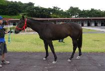 ������������ (GUREUMWIE NABI) ����