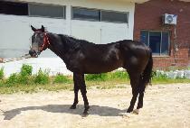 YEONGUNG CHAMP picture