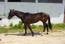 ��ӹٶ� (KWAESOK BARAM) ����